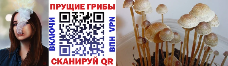 купить наркотик  Новосибирск  Галлюциногенные грибы Psilocybine cubensis 